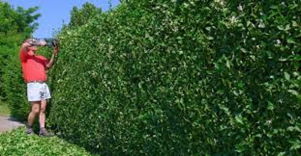 Quelle haie pour un jardin